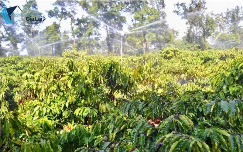 Bảng Giá Đất Tuy Phước, Gia Lai Mới Nhất & Phân Tích Cơ Hội Đầu Tư